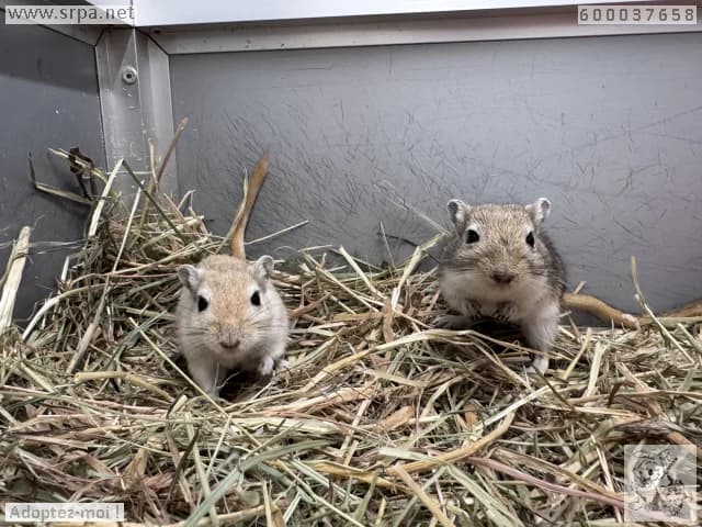 Maéva, female mixed breed for adoption at Srpa Liege
