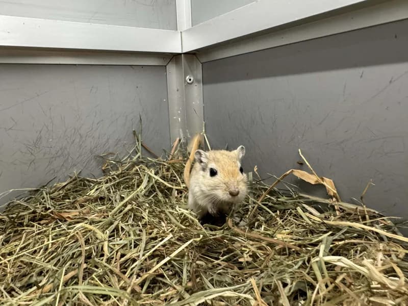 Maéva, female mixed breed for adoption at SRPA Liege, Srpa Liege photo 2