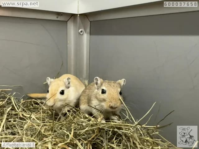 Maéva, female mixed breed for adoption at SRPA Liege, Srpa Liege photo 3