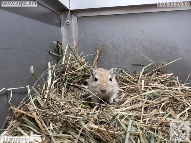 Maéva, female mixed breed for adoption at SRPA Liege, Srpa Liege photo 4