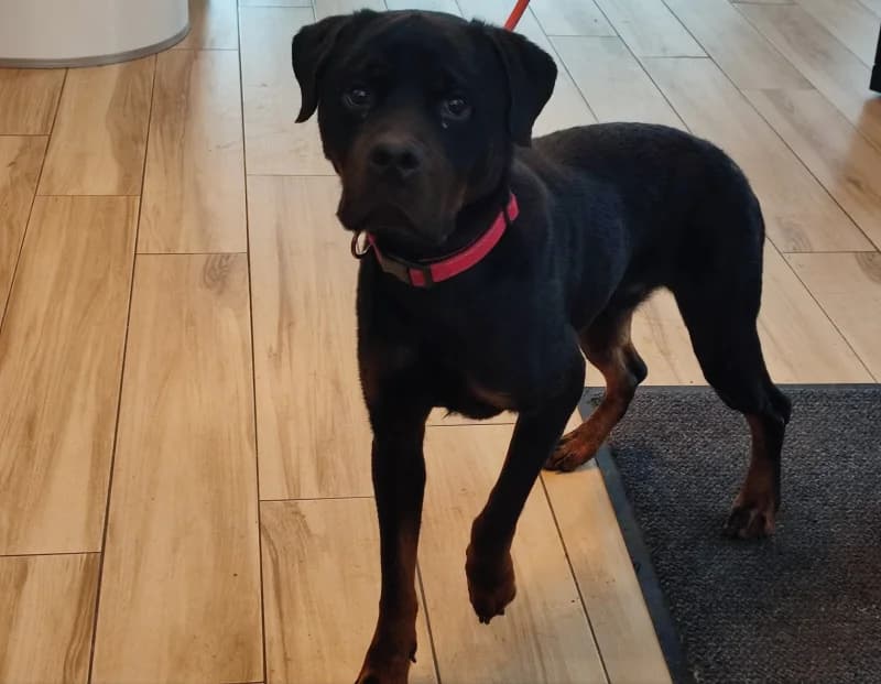 Otto, male 4yo Rottweiler for adoption at SRPA Liege, Srpa Liege