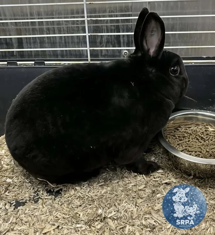 Animal 600.037, male mixed breed for adoption at SRPA Arlon