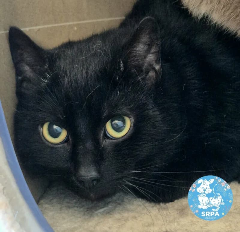 Zorro, male European Shorthair for adoption at Srpa Liege