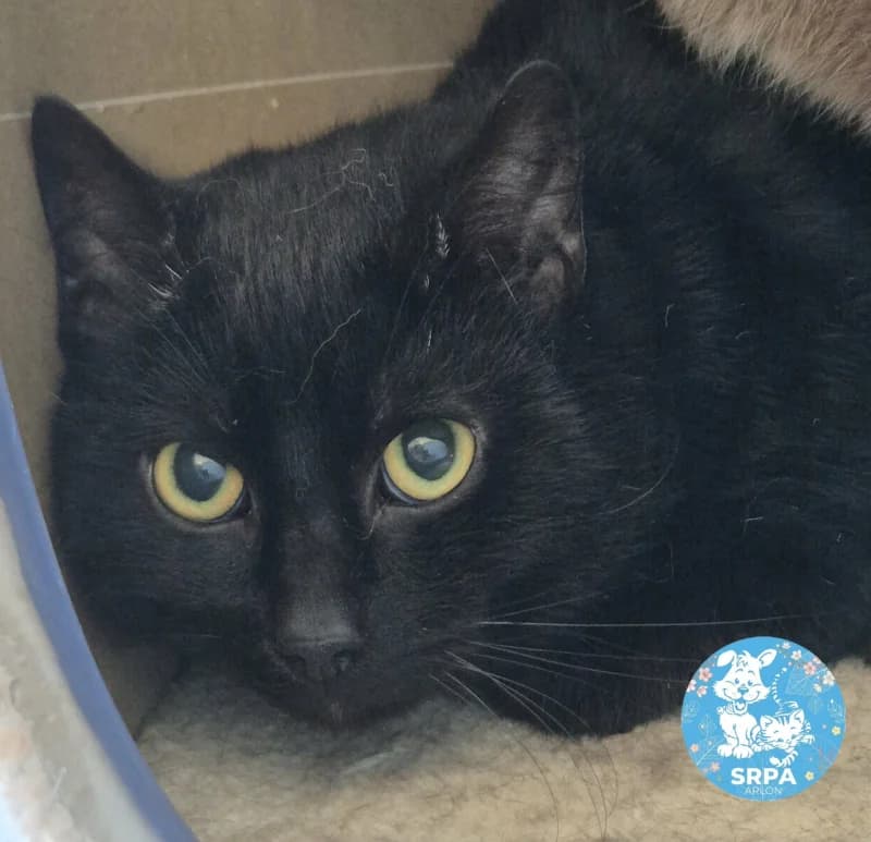 Zorro, male European Shorthair for adoption at SRPA Liege, Srpa Liege photo 2