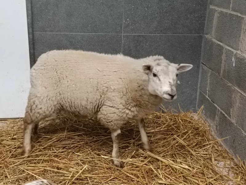 Animal 600.037, male mixed breed for adoption at SRPA Vinalmont