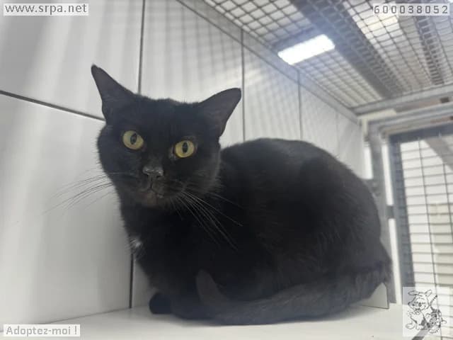 Lola, female European Shorthair for adoption at SRPA Liege, Srpa Liege