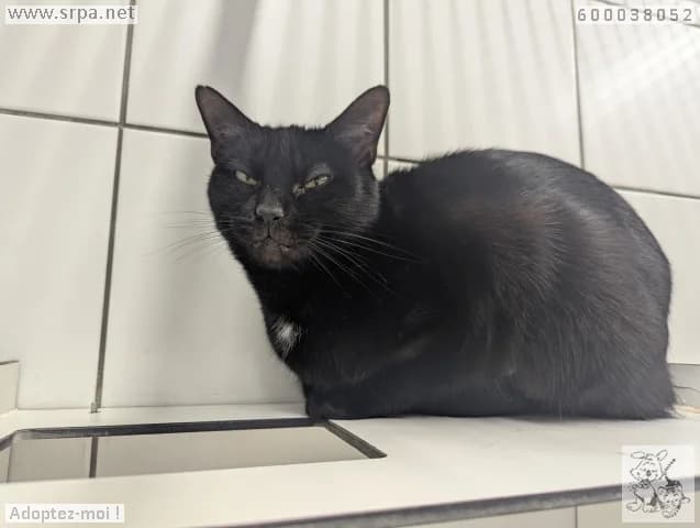 Lola, female European Shorthair for adoption at SRPA Liege, Srpa Liege — photo 2 of 3