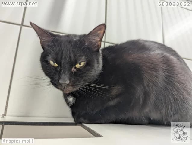 Lola, female European Shorthair for adoption at SRPA Liege, Srpa Liege — photo 3 of 3