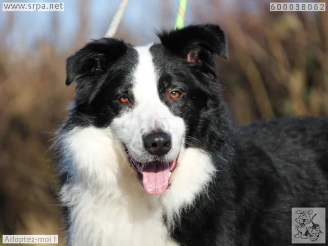 Duc, male senior Border Collie for adoption at SRPA Vinalmont