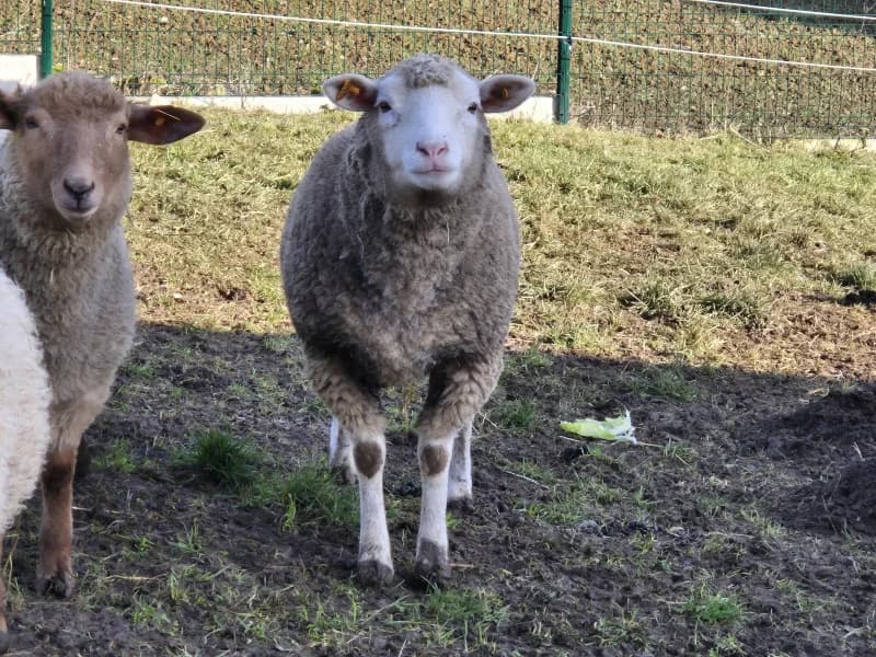 Animal 600.038, female mixed breed for adoption at Srpa Liege