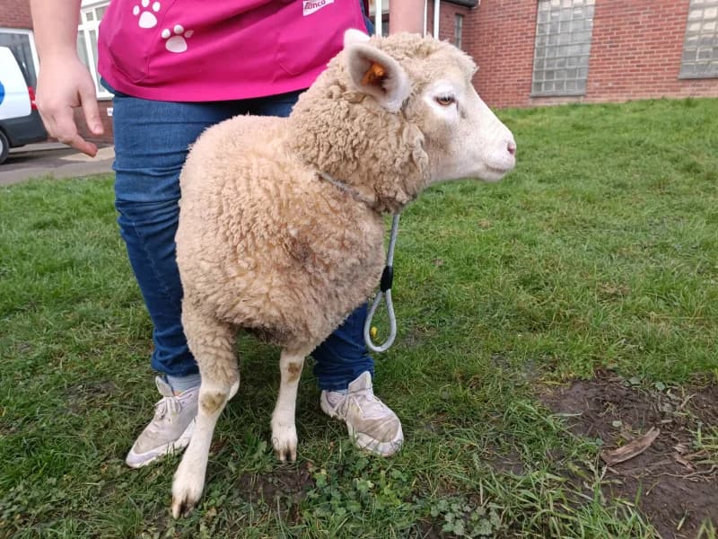 Animal 600.038, female mixed breed for adoption at SRPA Liege, Srpa Liege photo 2