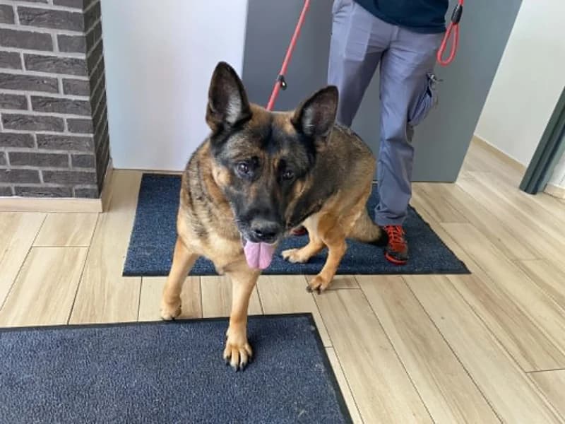 Quindy, female senior German Shepherd for adoption at SRPA Liege, Srpa Liege