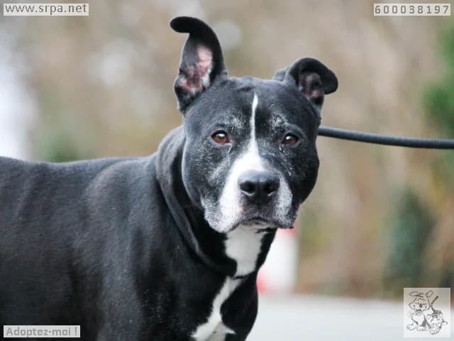 Rocky, male senior American Staffordshire Terrier for adoption at SRPA Liege, Srpa Liege