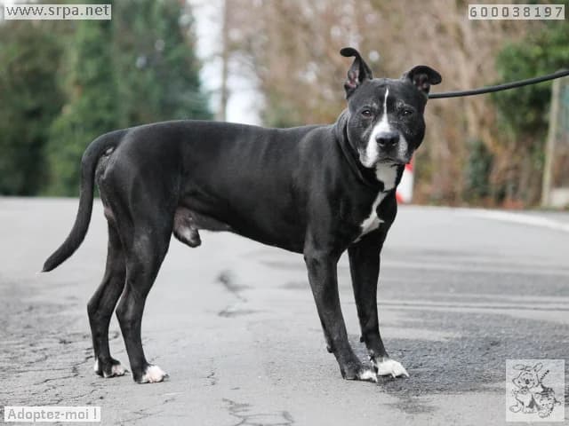 Rocky, male American Staffordshire Terrier for adoption at SRPA Liege, Srpa Liege photo 2
