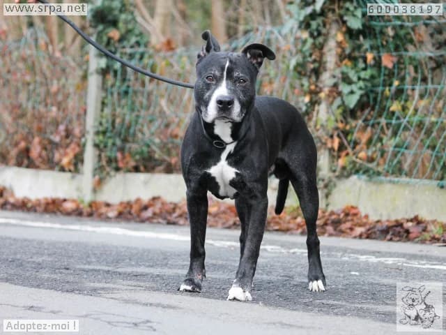 Rocky, male American Staffordshire Terrier for adoption at SRPA Liege, Srpa Liege photo 3