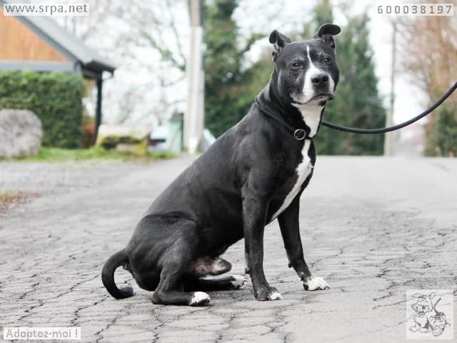 Rocky, male American Staffordshire Terrier for adoption at SRPA Liege, Srpa Liege photo 4
