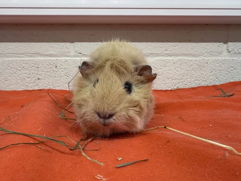 Erika/martine, female mixed breed for adoption at SRPA Liege, Srpa Liege