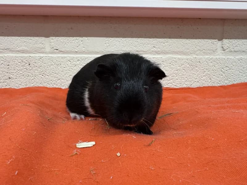 Winona/framboise, female mixed breed for adoption at SRPA Liege, Srpa Liege