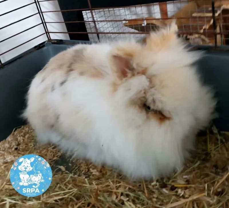 Animal 600.038, female Mixed Breed for adoption at SRPA Arlon
