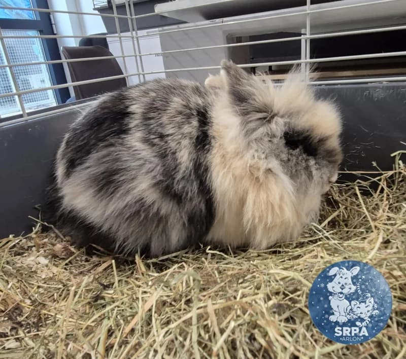 Animal 600.038, female Mixed Breed for adoption at Srpa Liege