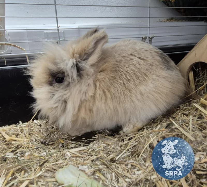 Mamou, female Mixed Breed for adoption at SRPA Arlon