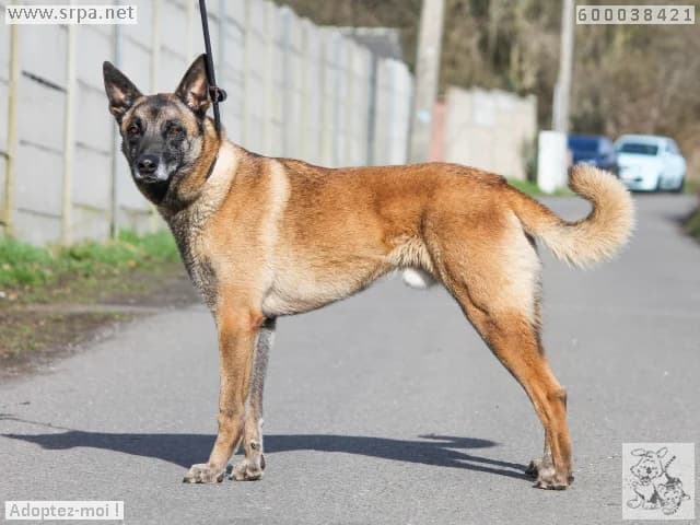 Karabas, male Belgian Malinois for adoption at SRPA Liege, Srpa Liege photo 3