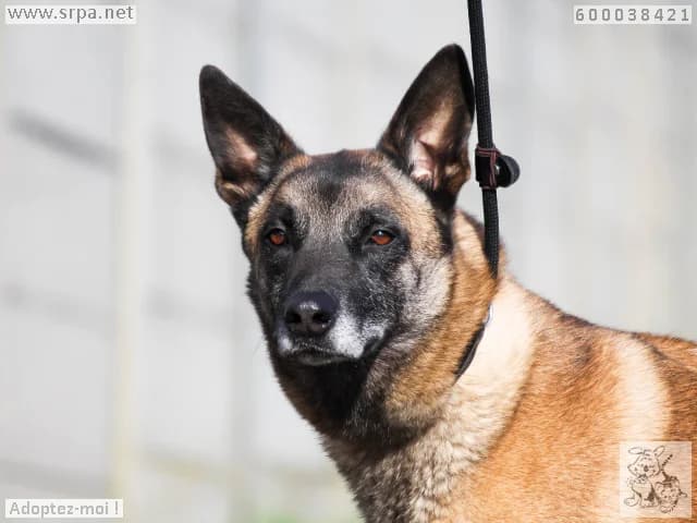 Karabas, male Belgian Malinois for adoption at SRPA Liege, Srpa Liege photo 4