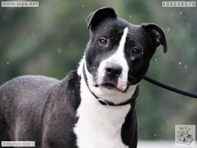 Spoke, male 3yo American Staffordshire Terrier for adoption at SRPA Liege, Srpa Liege