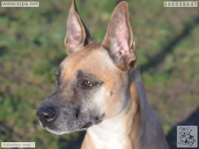 Shana, female 4yo Belgian Malinois for adoption at SRPA Vinalmont