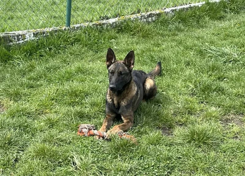Milton, male Belgian Malinois for adoption at Srpa Liege