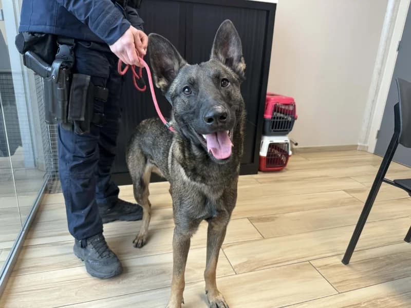 Milton, male Belgian Malinois for adoption at SRPA Liege, Srpa Liege photo 2