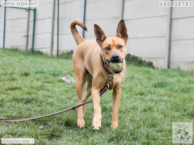 Zarya, female young Belgian Malinois for adoption at SRPA Liege, Srpa Liege