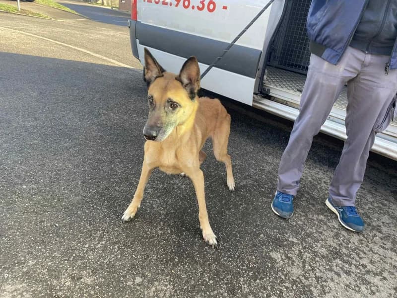 Kenzo, male Belgian Malinois for adoption at SRPA Liege, Srpa Liege