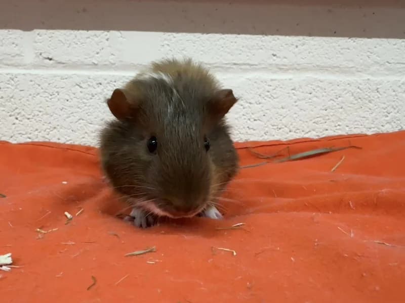 Tchoupi, female mixed breed for adoption at SRPA Liege, Srpa Liege