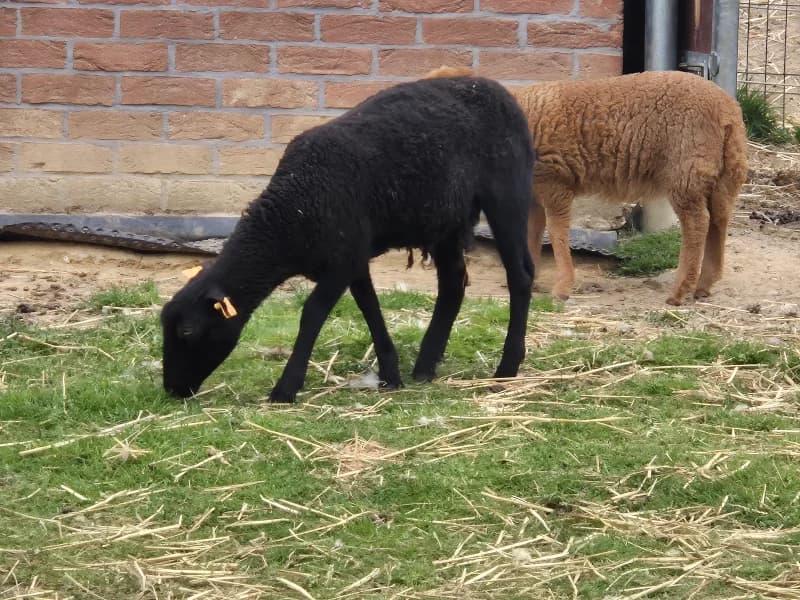 Animal 600.038, female mixed breed for adoption at SRPA Vinalmont