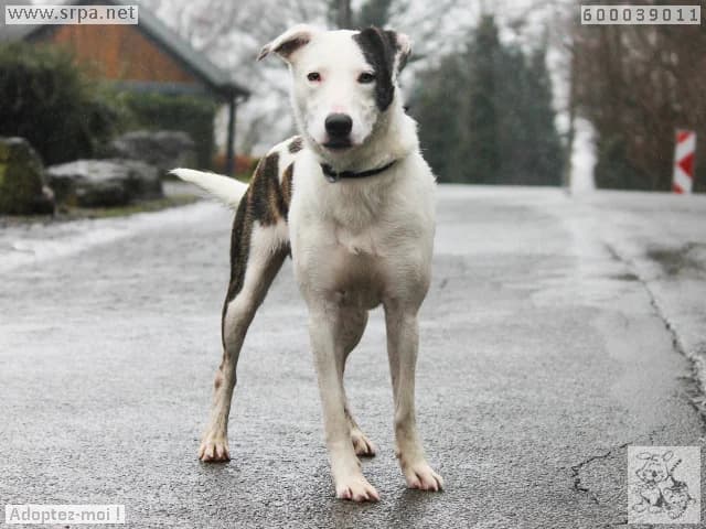 Milka, male Border Collie for adoption at Srpa Liege