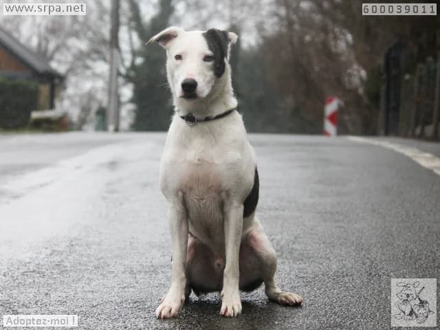 Milka, male Border Collie for adoption at SRPA Liege, Srpa Liege photo 2