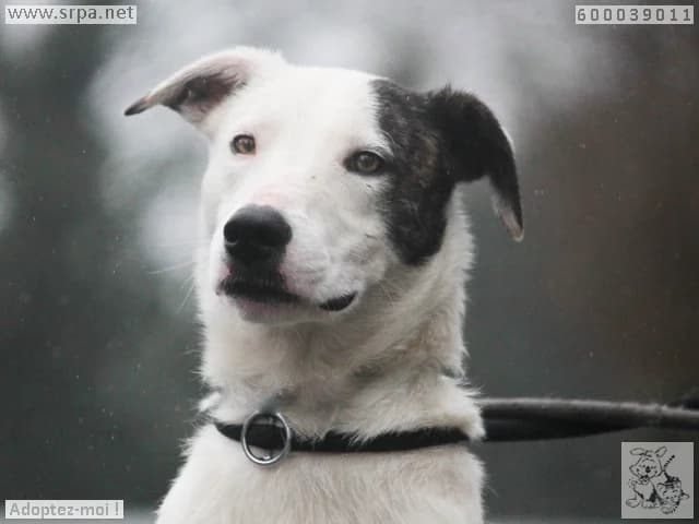 Milka, male Border Collie for adoption at SRPA Liege, Srpa Liege photo 3