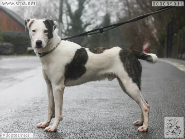 Milka, male Border Collie for adoption at SRPA Liege, Srpa Liege photo 4
