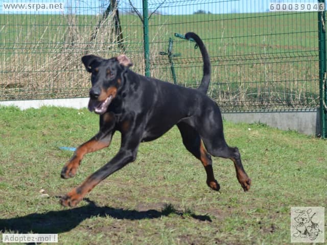 Falko, male Doberman for adoption at Srpa Liege