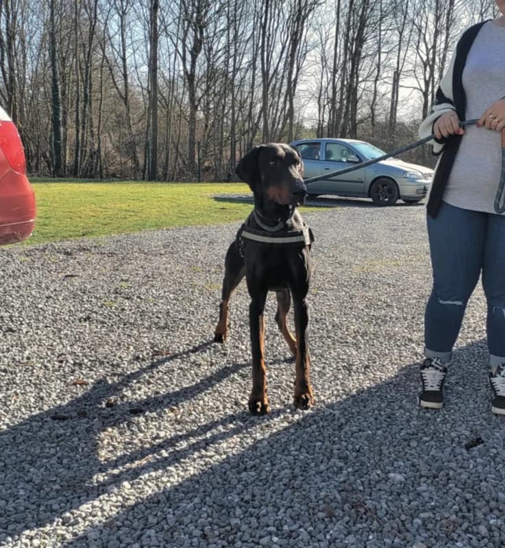 Falko, male Doberman for adoption at SRPA Liege, Srpa Liege photo 2