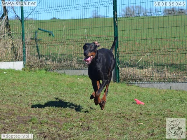Falko, male Doberman for adoption at SRPA Liege, Srpa Liege photo 3