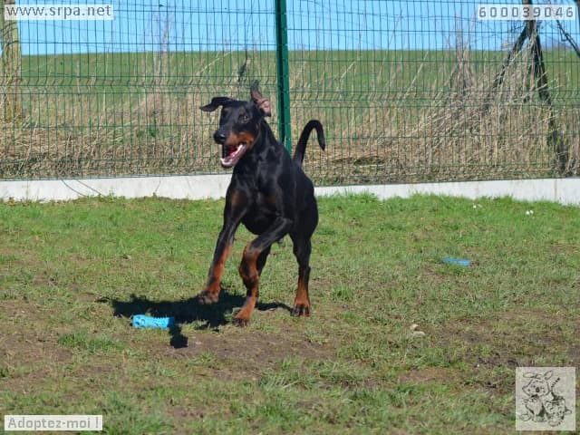 Falko, male Doberman for adoption at SRPA Liege, Srpa Liege photo 4