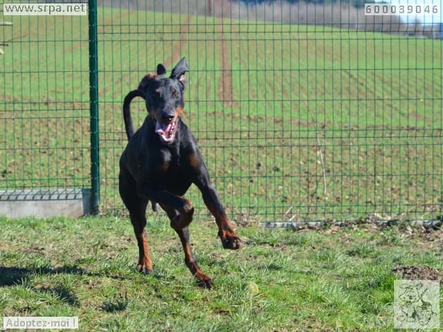 Falko, male Doberman for adoption at SRPA Liege, Srpa Liege photo 5