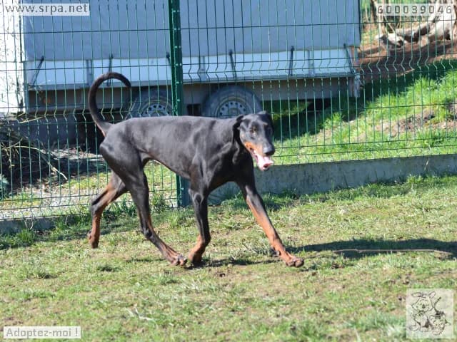 Falko, male Doberman for adoption at SRPA Liege, Srpa Liege photo 6