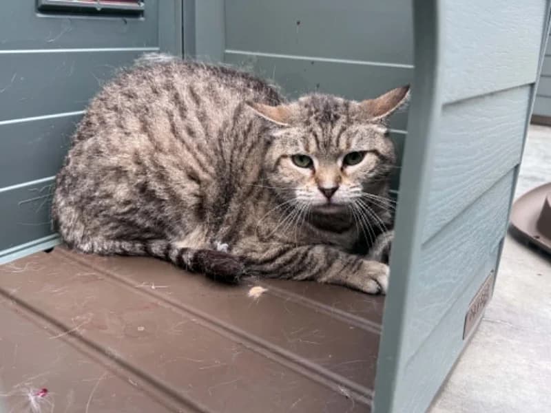 Kitty, female 7yo European Shorthair for adoption at SRPA Liege, Srpa Liege