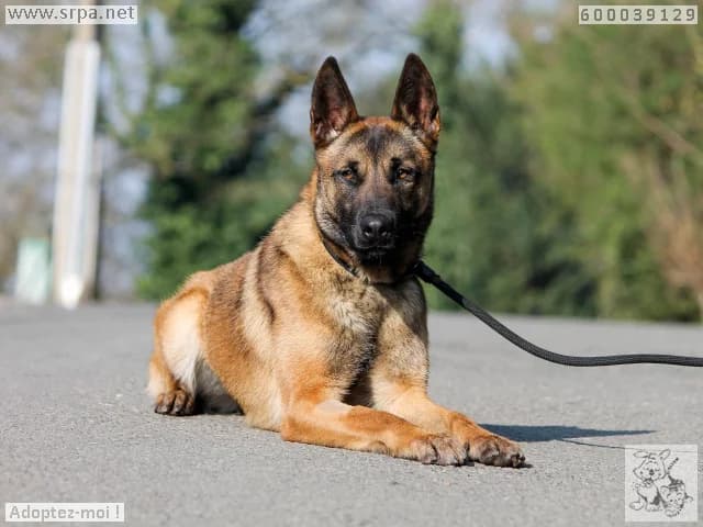 Aska, female young Belgian Malinois for adoption at SRPA Liege, Srpa Liege
