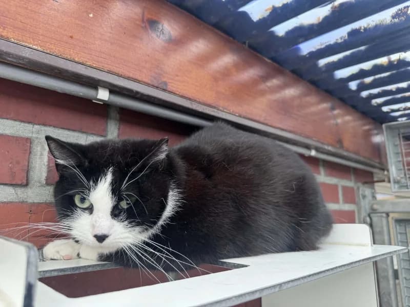 Jack, male 4yo European Shorthair for adoption at SRPA Liege, Srpa Liege
