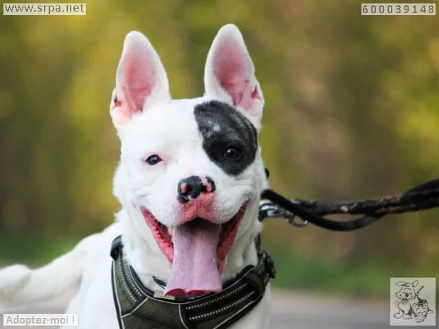 Falco, male American Staffordshire Terrier for adoption at Srpa Liege
