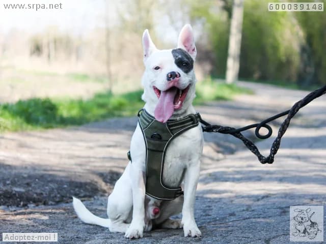 Falco, male American Staffordshire Terrier for adoption at SRPA Liege, Srpa Liege photo 2